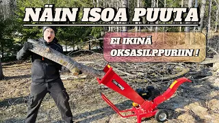 TESTISSÄ: Timco 6,5HP 40-60 mm suoraveto polttomoottori oksasilppuri