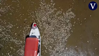 Aparecen toneladas de peces muertos en el Amazonas por culpa de la sequía