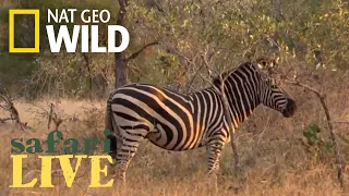 Safari Live - Day 171 | Nat Geo Wild
