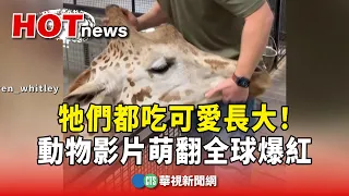 牠們都吃可愛長大！　動物影片萌翻全球爆紅｜華視新聞 20240428