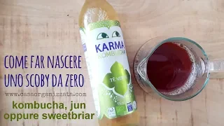 Come far nascere uno scoby kombucha da zero