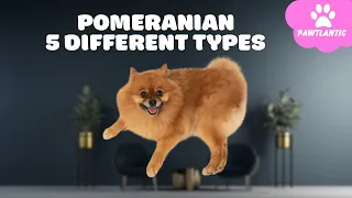 5 Different Types of Pomeranian   Which is Right for You  |  Dog Facts