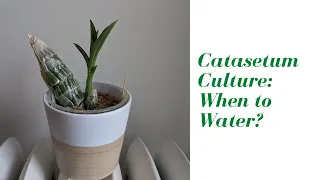 When to Water the Catasetums | Root Length & Bulb Fullness: General Culture Chat on how to Approach