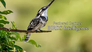 Feathered Geniuses - Unveiling the Intelligence of Birds