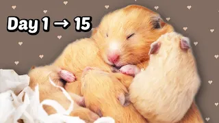 Day 1 to 15: Baby Hamsters Growing Up | Paprika x Pineapple 2021