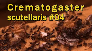 Crematogaster scutellaris #4| schnell entwickelnde Ausbruchskünstler
