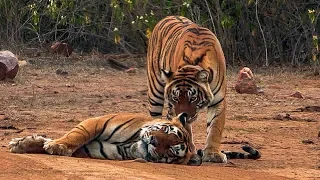 Courting Tigers Form a Tight Bond | Natural World: Return of The Tiger | BBC Earth