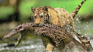 Most Horrible Moments When Big Cats Fought Against Crocodiles