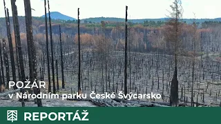 Největší lesní požár v ČR: Národní park České Švýcarsko (24. 7. – 12. 8. 2022)