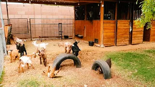 Baby Goats JUMPING, PLAYING, RUNNING, & FIGHTING 😂