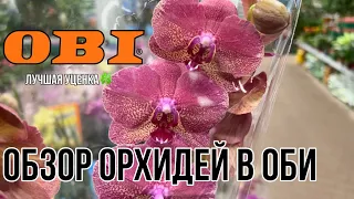 Обзор орхидей в магазине OBI || Отличная уценка и приятное качество орхидей|| Нашел интересные сорта