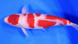 HQ Kohaku V24-05118 44cm  Jumbo Tosai female incl. Azukari 2024  Momotaro Koi Farm