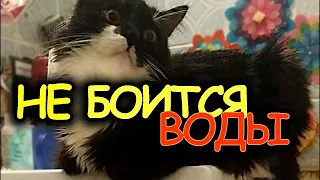 Кот рядом во время купания. Кот не боится воды! ШОК! #Shorts