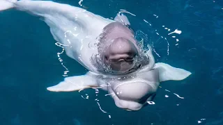 Adorable beluga whale calf born at Chicago aquarium