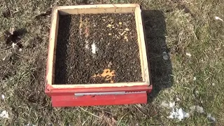Сколько подмора в пчелиных семьях весной? Работы на пасеке!