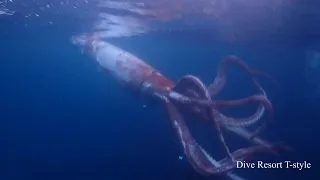 Japan divers capture rare footage of live giant squid | AFP