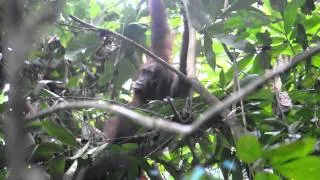 Wild Orangutan in Danum Valley
