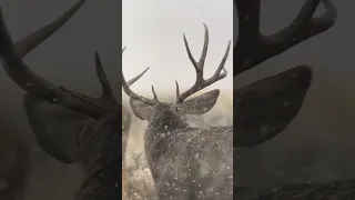 Battle begins on the winter range of Wyoming with these 2 mature mule deer!