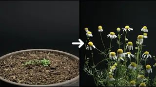 Chamomile Flower Timelapse - 32 Days