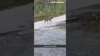 Hautes-Alpes : ils tombent sur un loup dans leur jardin