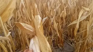 Молотим кукурудзу Нива ск5 2020 частина1