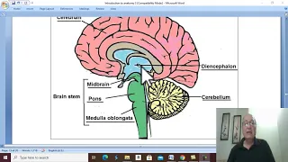 Anatomy introduction  in Arabic 18 ( Nervous System ), by Wahdan