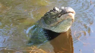 Gator Growl