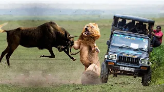 Brave Wildebeest Show Lion Who Is The King