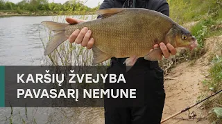 Karšių žvejyba pavasarį Nemune