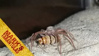 Six Eyed Sand Spider Cool Takedown