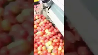 Tomato harvester machine easy work machine #harvester #tomatoharvest #machinework #shotclip #viral