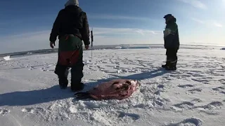 Seal Hunt and Butchering