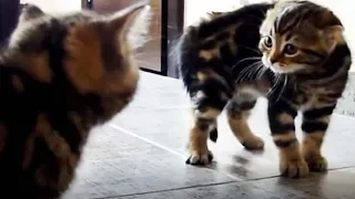 Funny Kittens. Compilation.