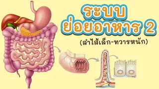 ระบบย่อยอาหาร 2/2 (ลำไส้เล็ก-ทวารหนัก)