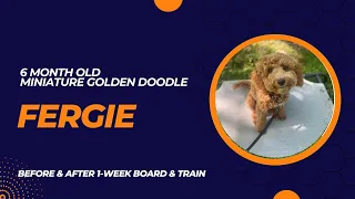 Fergie - 6 Months Old - Miniature Golden Doodle - 1-Week Board & Train | Before & After