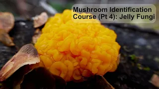 Mushroom Identification Course (Pt 4): Jelly Fungi #jelly_fungi #mushrooms #foraging