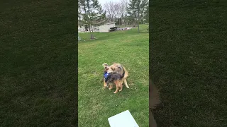 Pups at Play