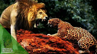 Top 10 Strongest Predators Animal İn The Wild! Prey Vs Predator | Animal World