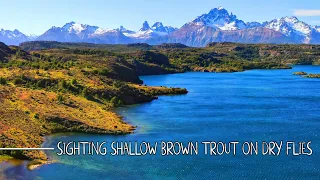 Sight - Fishing with DRY FLIES for Brown Trout Along Crystal Clear Patagonia Lakes