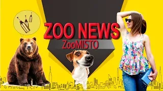 Медведь-пьяница и умные собаки  | Новости из мира животных #8 | ZooMisto