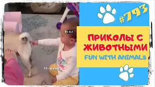 Приколы Животные 🙈 Приколы с Животными 😜 Fun with Animals 😭 Funny Animals Video 😱