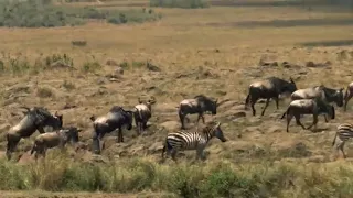 Great Migration  Wild Ones  Episode 11  Free Documentary Nature  16