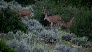 Hunt Masters - INCREDIBLE Mule Deer Footage - Outdoor Channel