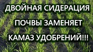 Двойная сидерация почвы заменяет камаз удобрений!!!