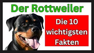 Rottweiler 🐶 Die 10 wichtigsten Fakten dieser Hunderasse