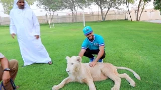 LION ALMOST BIT ME!!!!! (NO JOKE)