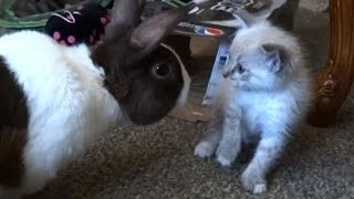 Kitten meets Rabbit