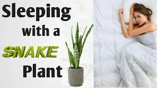 What Happens When you Keep a Snake Plant in your Room or House / Benefits of Keeping a Snake Plant