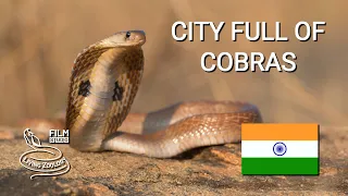 City full of venomous snakes in India, Spectacled cobras, Russell's vipers, snake rescues