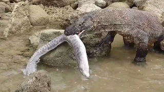 Viral!! Komodo Attack Catches The Electric Eel King